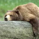 grizz2486