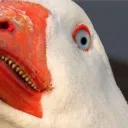 mercym.