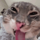 avatar TheGuyWhoAsked