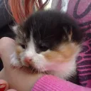 thepiggo