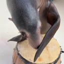 avatar actiongamer27in720p