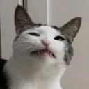 zekono