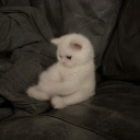 avatar 𝓒𝓡𝓛𝓢