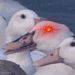beardlessduck