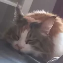 wolfifly