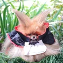 raccoon_nightmare