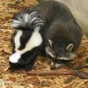 raccoon_nightmare