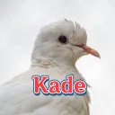 kadethefirst
