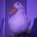 misterquestions