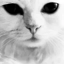 holycatpl
