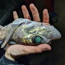 usquepipiabat