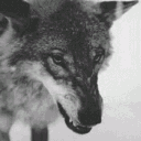 awolfshadow