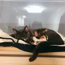 papa__cat