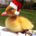 avatar Duck