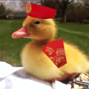 avatar Duck