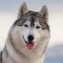 husky7447