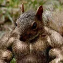 squirrellicious