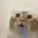 cristhoucat