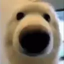 gnomesanebruhh