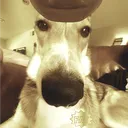 bigham_