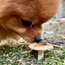 avatar МОГУ НАСРАТЬ ПРЯМ ТУТ