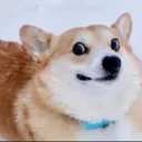 doggo_658 avatar