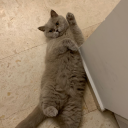 floofy_cat#3819's avatar