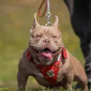 greenistheway avatar