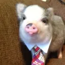 piggroll