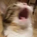 just_terry