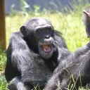 temporarymonkey