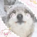 ruffymew