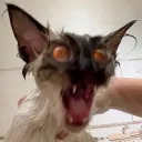 leechetious
