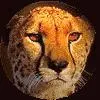tszcheetah