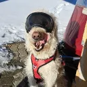 dogdaddy