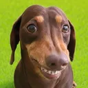 cachrrosalsicha