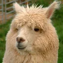 alpacalex