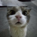 avatar prim