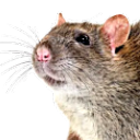 avatar CIGARETTE5000