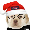 mister_doggie