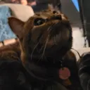 adoptionfiles