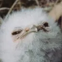 lilrandum