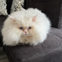 avatar Aimane - Pocu