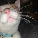 cdebough