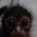 projectmonkey