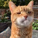 catdobemaddoe