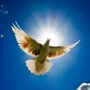 im_peace