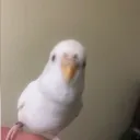 chickenchief