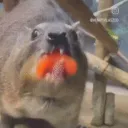 puggawugg