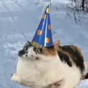 calico_catss